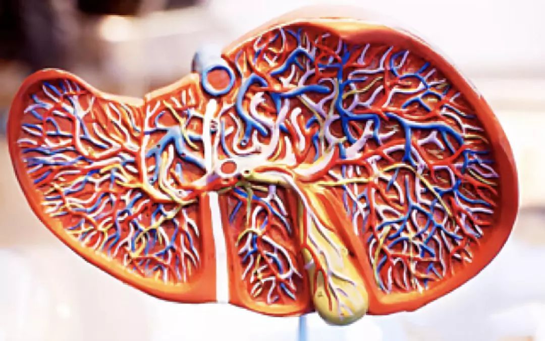 日常生活中要怎样养胆？做好这几点是关键！