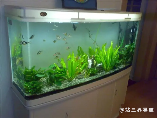 鱼缸的清理方法