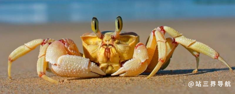 螃蟹冷藏三天还可以吃吗