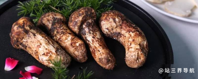 松茸生长在什么地方