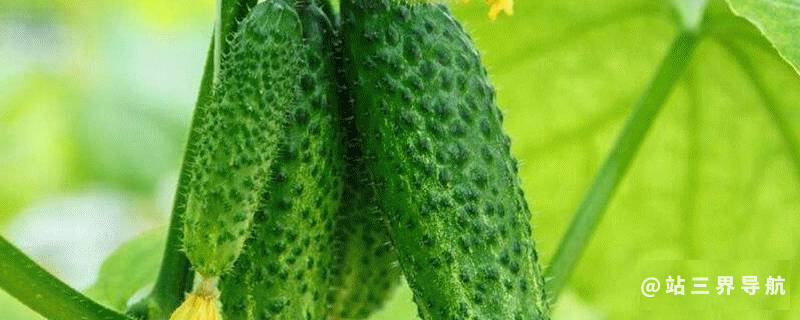 黄瓜要放冰箱保存吗