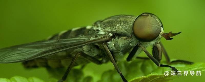 瞎耳蒙是什么虫子