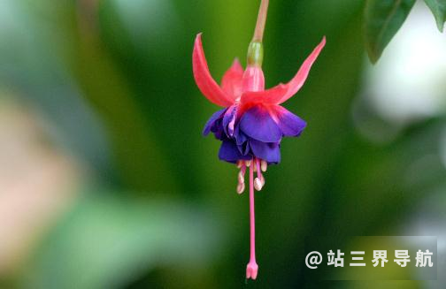 倒挂金钟的种植方法 倒挂金钟的简介