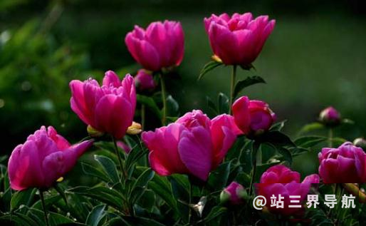 教你如何抢救即将死去的盆栽