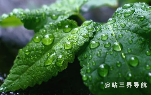 有驱蚊虫效果的植物 用植物驱赶蚊虫