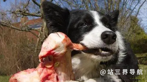 狗能不能吃生肉