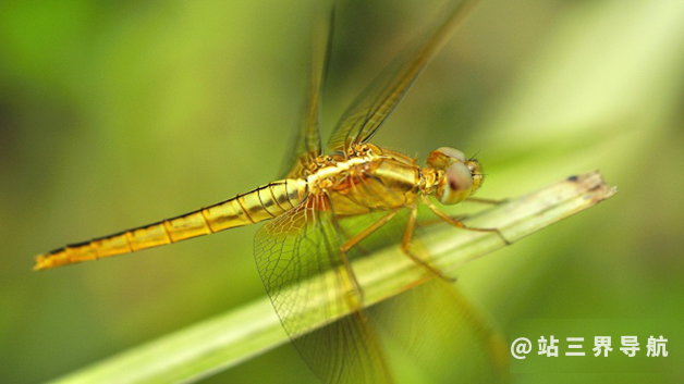 蜻蜓低飞的原因是什么