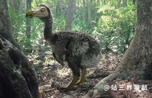 怎么知道一个物种已经灭绝了