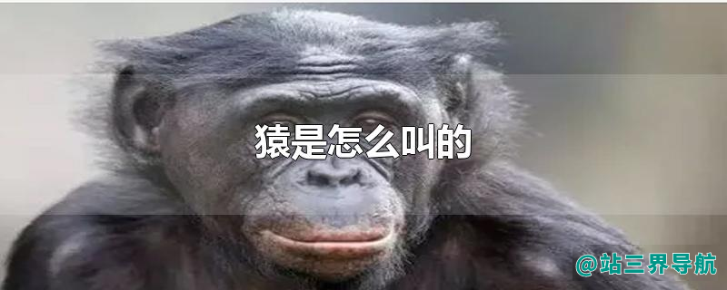 猿是怎么叫的