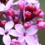 丁香镇人民政府