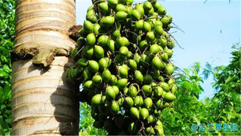 槟榔的功效与作用危害