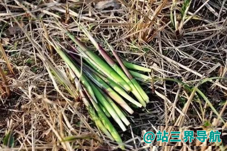 茅草根泡水喝的功效 喝茅草根泡水的四大好处