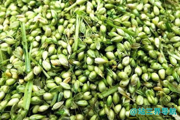 青麦仁的功效与作用