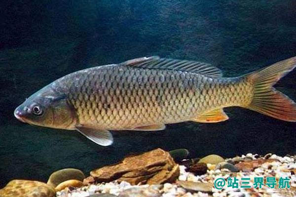 鲤鱼的功效与作用