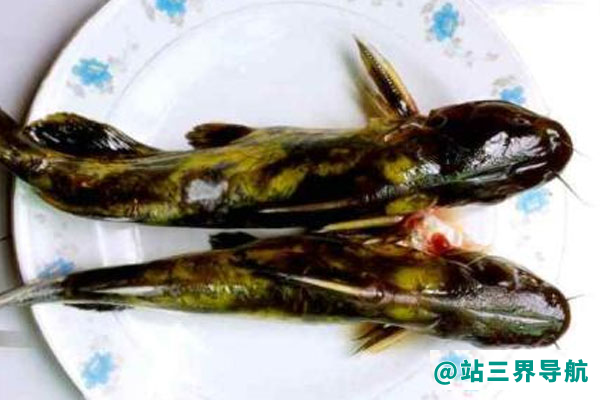 黄刺鱼的功效与作用