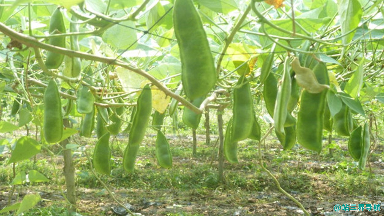 荷包豆什么人不能吃